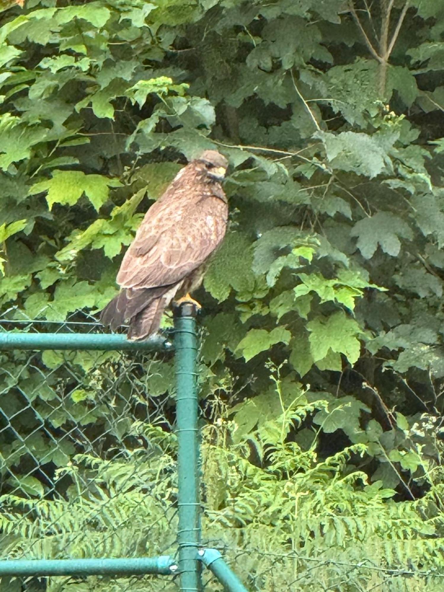 Villa Hawks Black Forest Villa Baden-Baden